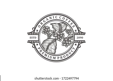 Semilla de café fresca con el logo de la hoja bosquejo rústico de cosecha vintage minimalista.