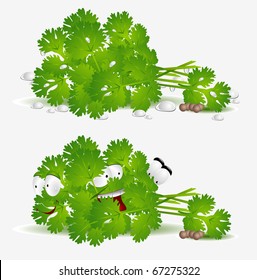 fresh coriander character