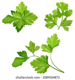 Fresh coriander or cilantro herb 