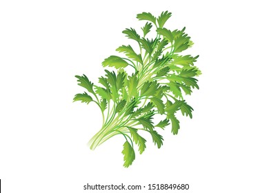 Fresh coriander or cilantro herb, Fresh green leaves cilantro. Vector illustration