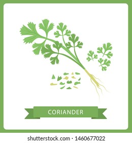 Fresh coriander or cilantro herb. Coriander or cilantro. Isolated on White. Vector.