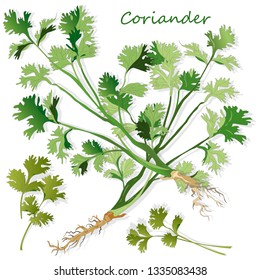 Fresh coriander or cilantro herb. Vector illustration isolated.