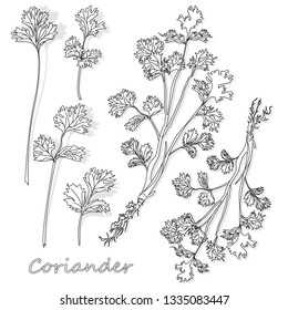 Fresh coriander or cilantro herb. Vector illustration isolated. Monochrome.