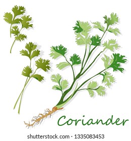 Fresh coriander or cilantro herb. Vector illustration isolated.