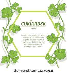 fresh coriander herb, chinese parsley, food, isolated banner, vector illustration.