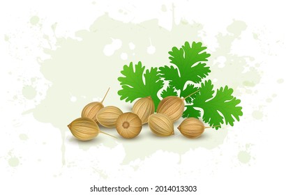 Fresh Coriander seeds vector illustration with green coriander leaves