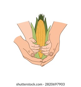 Fresh corn cob held in hands, highlighting natural farming and nutritious food.