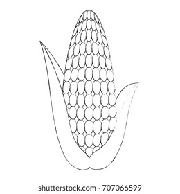 fresh corn cob icon