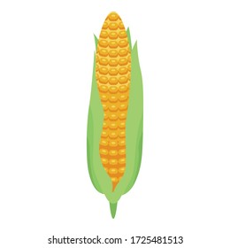 Fresh corn cob icon. Isometric of fresh corn cob vector icon for web design isolated on white background