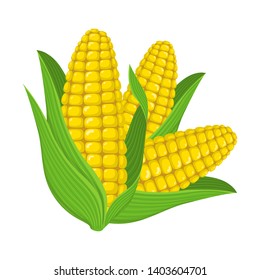 Fresh corn cob isolated on white background. Corn icon for market, recipe design, logo. Organic food. Cartoon style. Vector illustration for design.