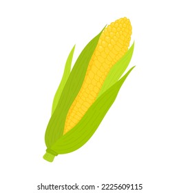 Fresh corn cob isolated on white background. Corn icon for market, recipe design. Organic food. Cartoon style. Vector illustration for design.