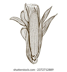 Fresh corn cob on white background