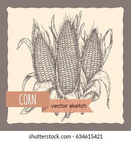 Fresh corn cobs hand drawn sketch. Great for farming and agricultural design.