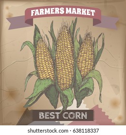Fresh corn cobs hand drawn color sketch. Farmers market collection. Great for farming and agricultural design.