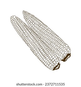 Fresh corn cobs on white background