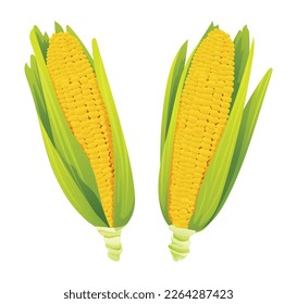 Fresh corn ears with leaves set vector illustration 