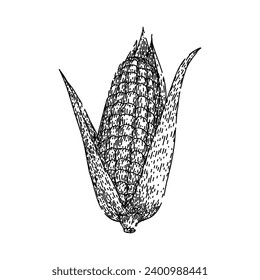 fresh corn hand drawn. green organic, field farm, plant leaf fresh corn vector sketch. isolated black illustration
