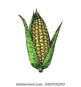fresh corn hand drawn. green organic, field farm, plant leaf fresh corn vector sketch. isolated color illustration