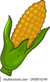 Fresh corn, illustration, vector on a white background.