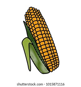 Fresh corn isolated
