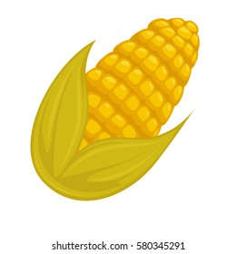 Fresh corn isolated on white background. Yellow maize large grain plant organic vegetable. Dent flint pod popcorn, flour and sweet corn. Realistic vector illustration of healthy maize in cartoon style