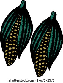 fresh corn just have taken from the garden