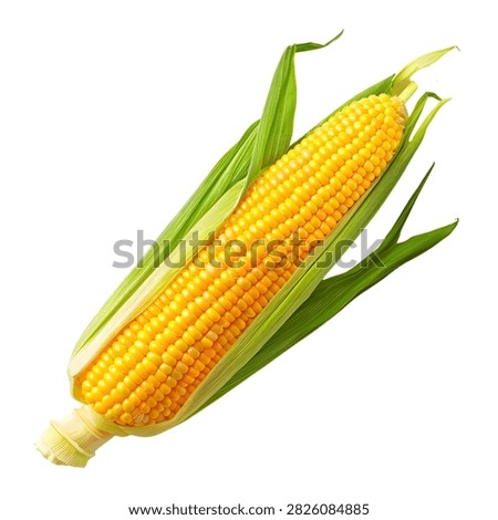 Fresh corn on the cob illustration with natural golden kernels