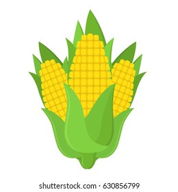 Fresh corn on the cob, made in cartoon flat style. Nature farm product.