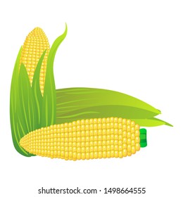 Fresh corn on a white background. Harvesting for the winter. Autumn harvest. Vector illustration