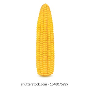 Fresh corn on white background