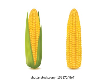 Fresh corn on white background