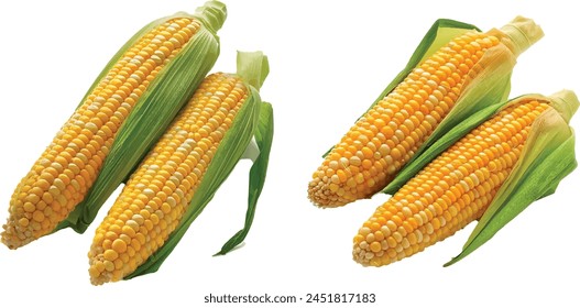 fresh corn on white background