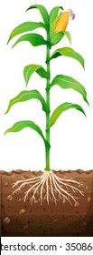 Fresh Corn With Roots Underground Illustration