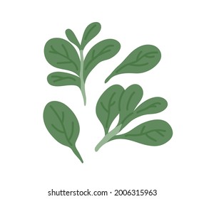 Fresh corn salad leaves. Lamb lettuce herbs. Organic green common cornsalad. Leaf vegetable composition. Flat vector illustration of raw doucette isolated on white background