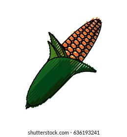 Fresh corn vegetable