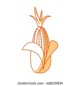 fresh corn vegetable