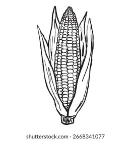 Vegetal de maíz fresco en textura negra de la carrera del cepillo aislado en blanco. Dibujado a mano ilustración de boceto de Vector en tinta de carbón vintage. Verano sabroso snack, playa, cosecha, concepto de granja ecológica
