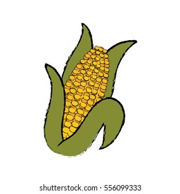 Fresh corn vegetable icon vector illustration graphic design