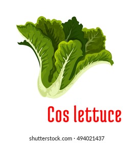 Fresh cos lettuce icon with bunch of romaine lettuce with green leaves. Organic farming, vegetarian salad recipe, food packaging design