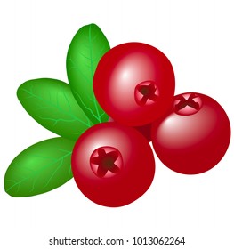  	
Fresh cowberries with leaves isolated on white background. Vector illustration.