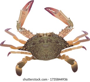 Fresh crab on white background detailed vector