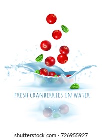 Fresh Cranberries  Falling To Water. Vector Illustration.