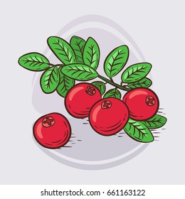 Fresh cranberries, hand drawn vector illustration.