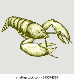 Fresh crayfish. Vector Image
