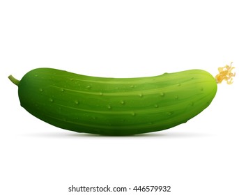 Fresh cucumber fruit close up. Green raw cuke isolated on white background. Vector illustration