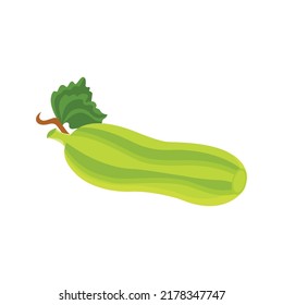 Fresh Cucumber Fruit Vector Illustration Isolated on White Background with Vegetables and Herbs