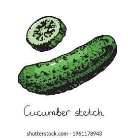 Fresh cucumber half and sliced vector illustration