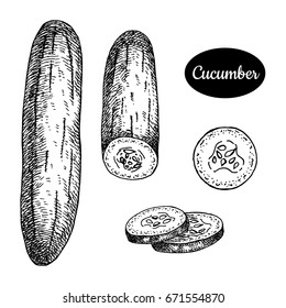 Fresh cucumber. Hand drawn sketch style vegetarian vector illustration. Isolated drawing on white background. Vitamin and healthy eco food. Farm market produce.