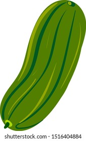Fresh cucumber, illustration, vector on white background.