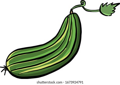 Fresh cucumber, illustration, vector on white background.